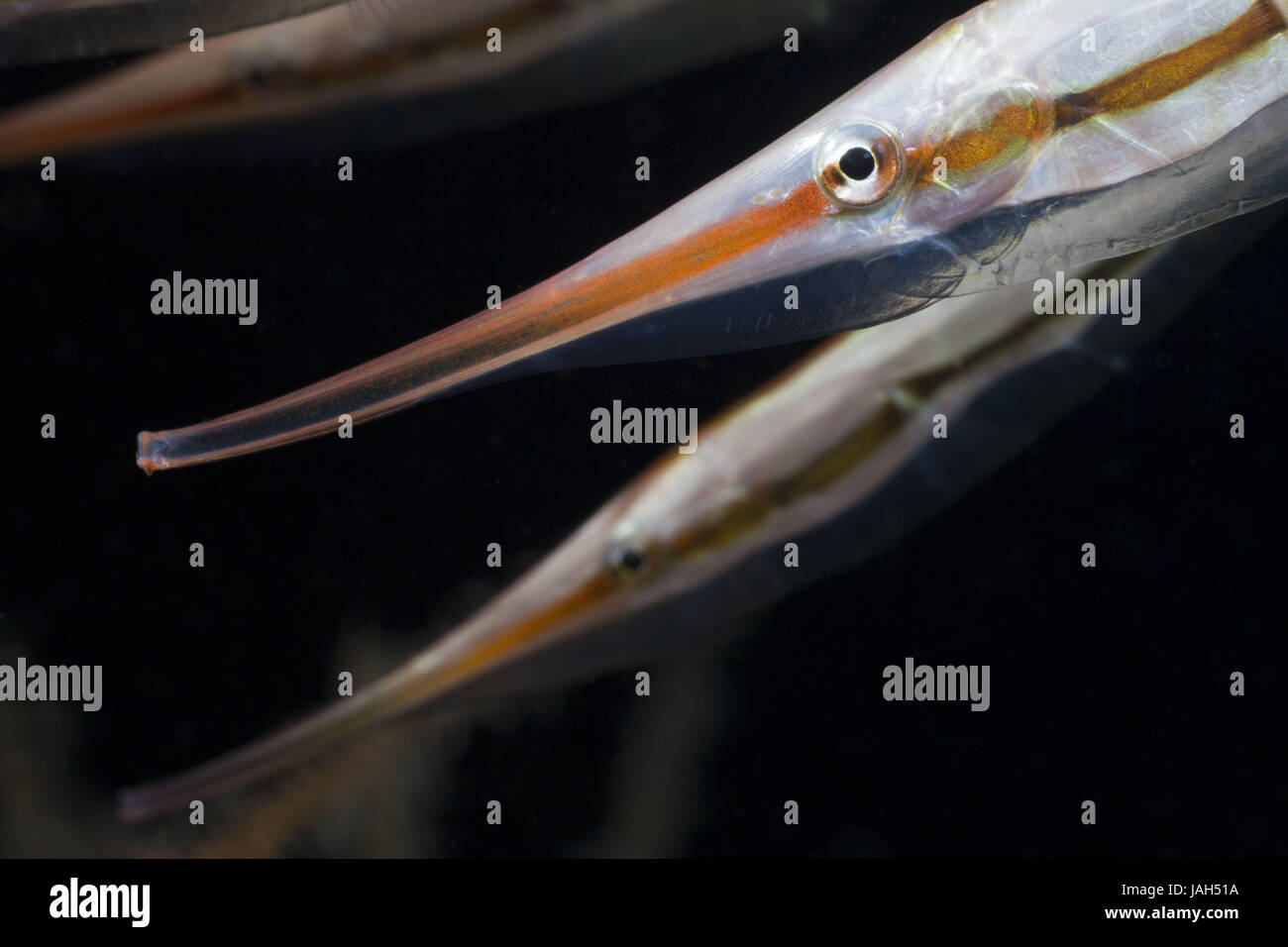 Berührt Snipe Messer Fisch, Aeoliscus Strigatus, Alam Batu, Bali, Indonesien Stockfoto