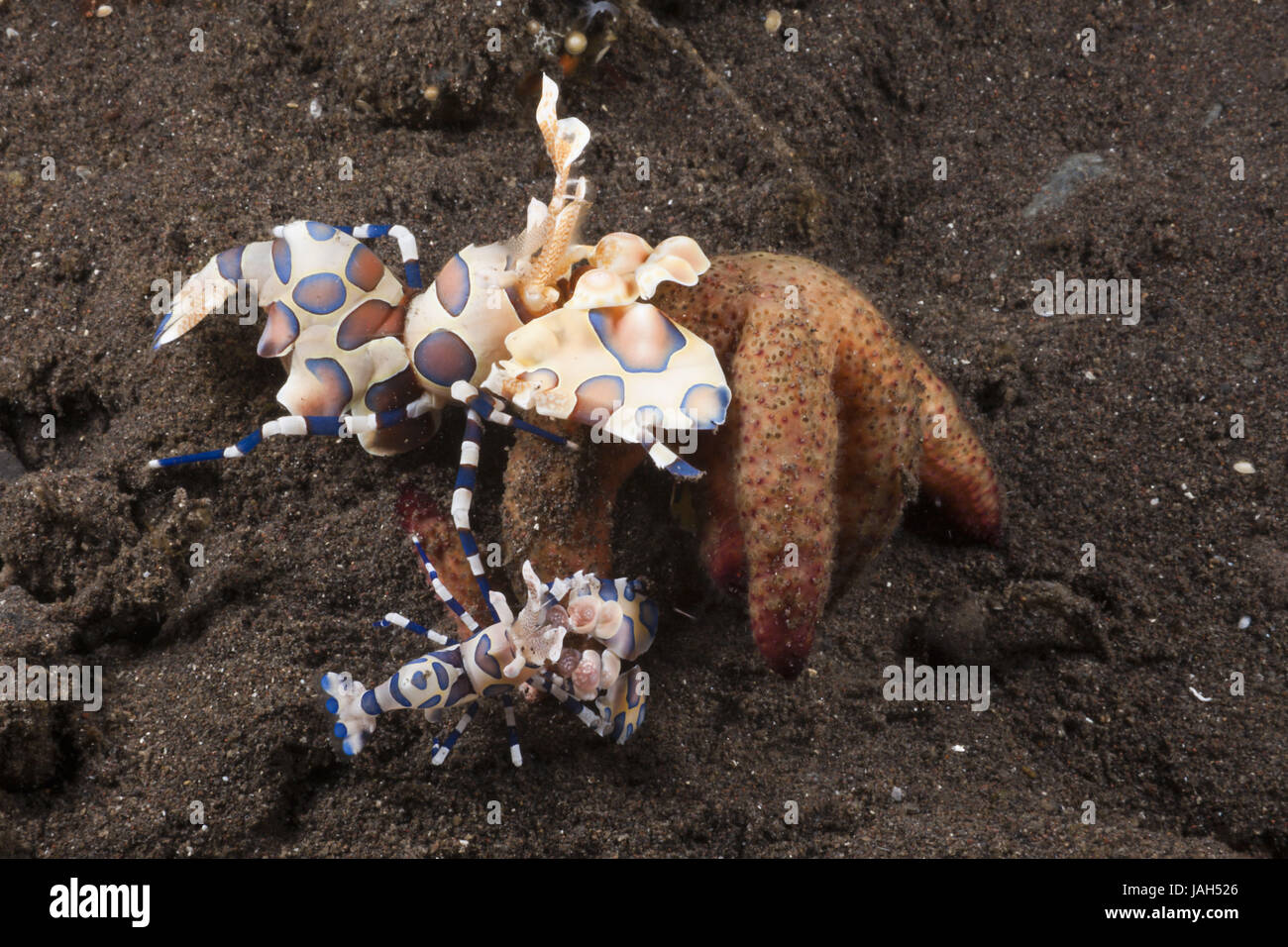 Harlekin Garnelen mit Seestern, Hymenocera Elegans, Alam Batu, Bali, Indonesien, Stockfoto