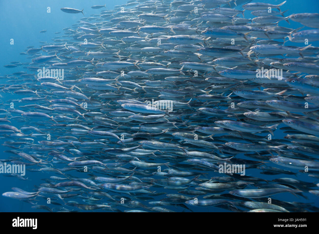 Sardinen sardina pilchardus Stockfotos und -bilder Kaufen - Alamy