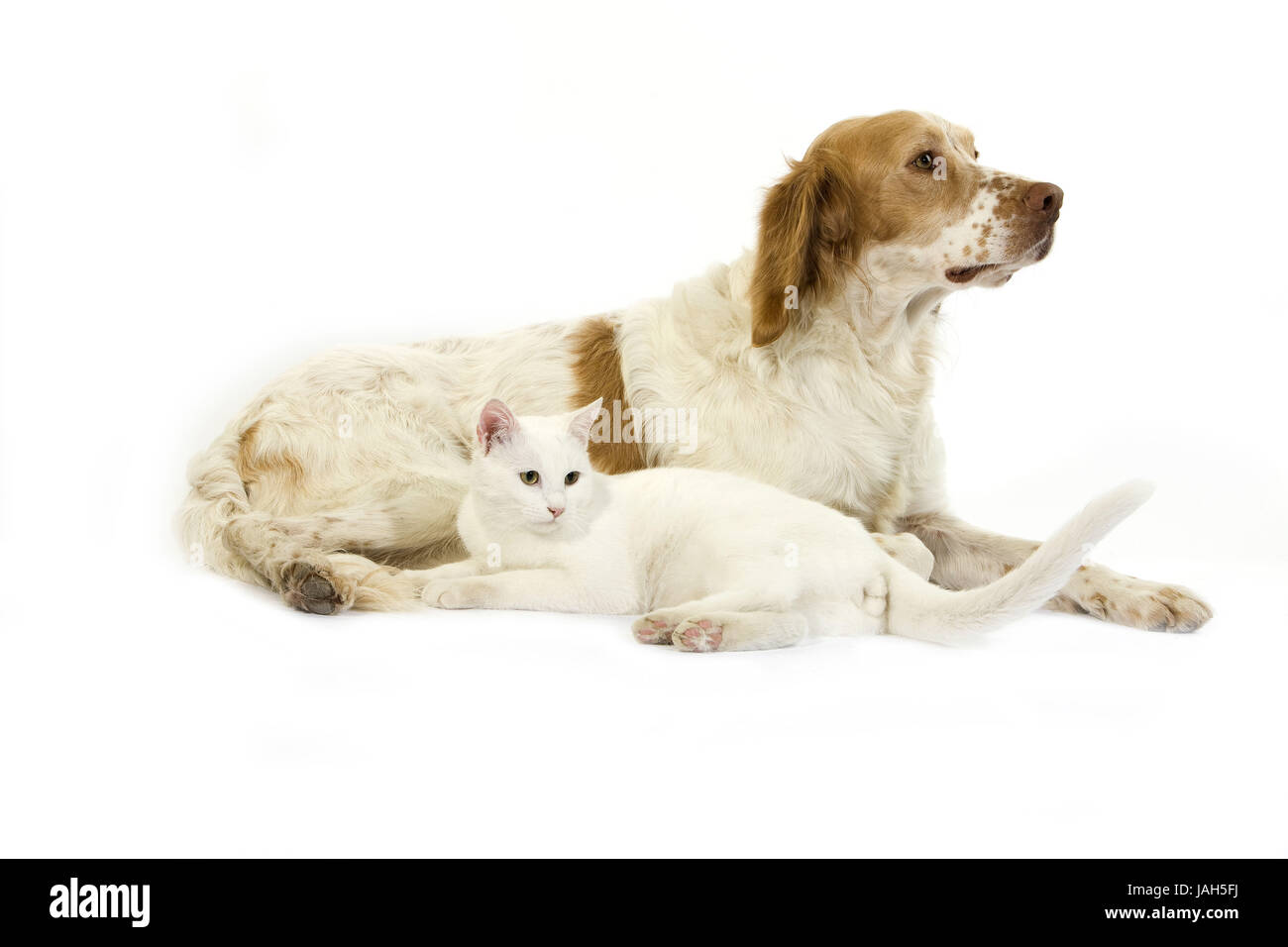 Epagneul Franken A scharfe oder französischen Spaniel, Katze, weiß, liegend, Studio, weißer Hintergrund, Stockfoto