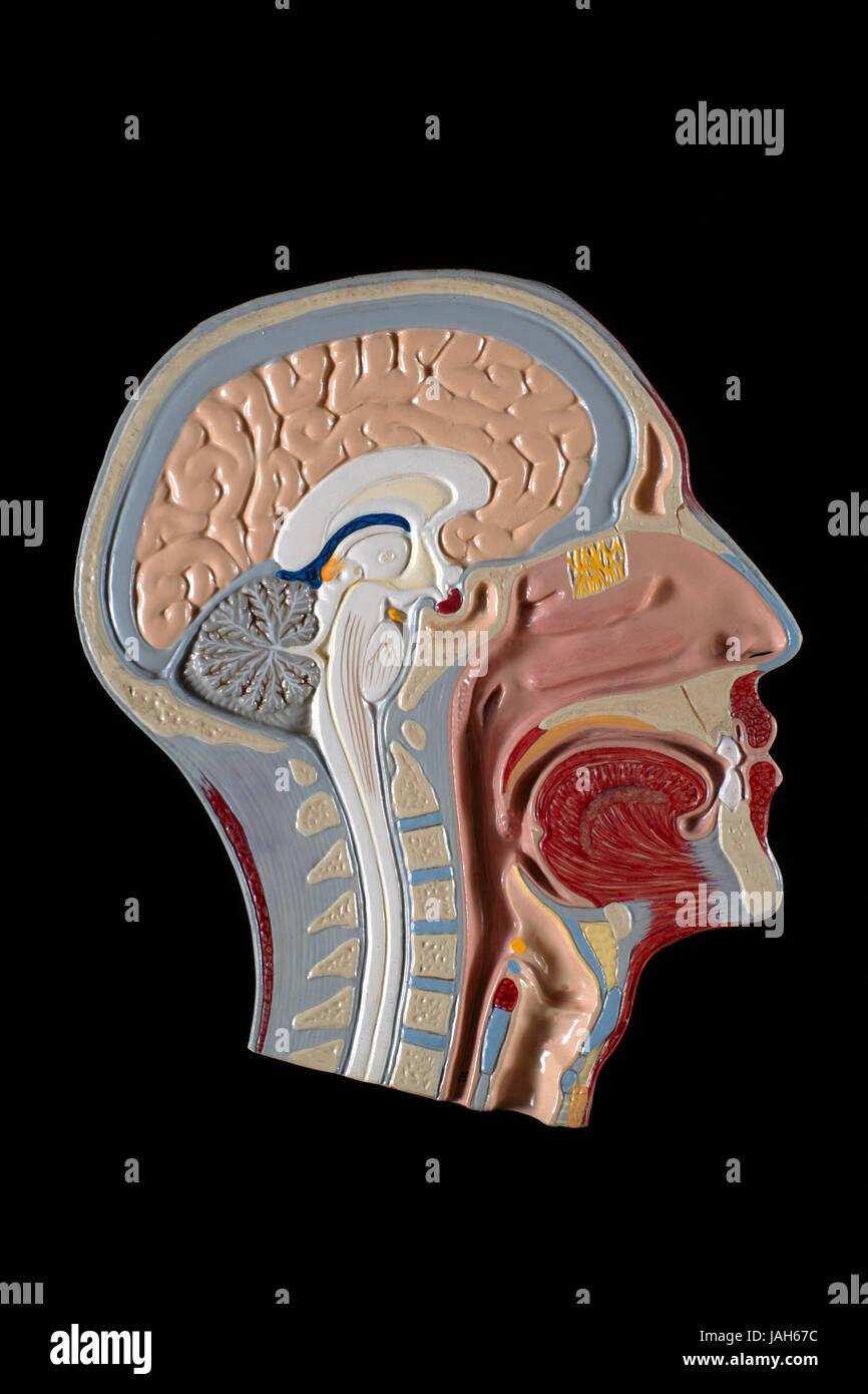 Anatomisches Modell des menschlichen Kopfes Stockfoto