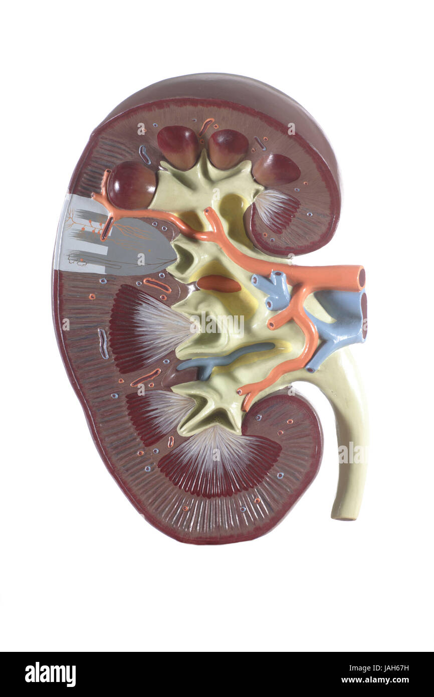 Anatomisches Modell einer Niere, Stockfoto