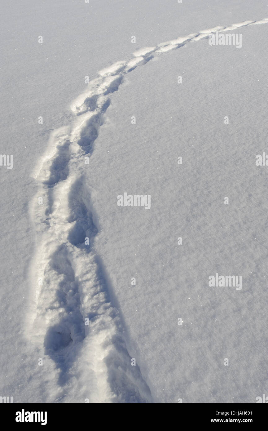 Schnee Oberfläche, Track von Schneeschuhen, Stockfoto