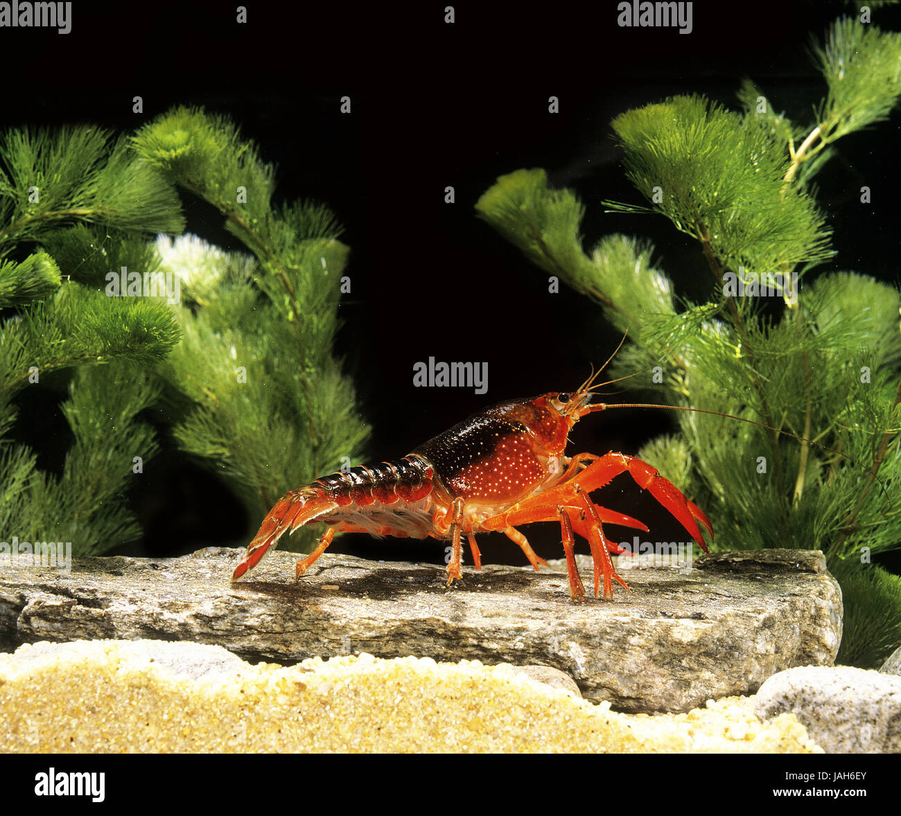 Rote amerikanische Marsh Krebs, Procambarus Clarkii, Stockfoto