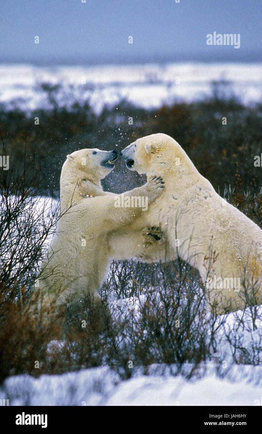 Eisbär Ursus Maritimus, Eisbär, ausgewachsene Tiere, Kampf, Churchill in Manitoba, Kanada, Stockfoto