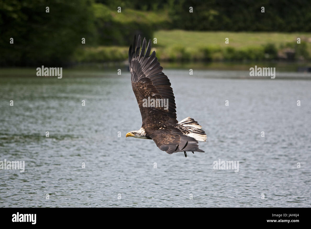 Weißer Kopf See-Adler, Haliaeetus Leucocephalus, jugendliches Tier, fliegen, Stockfoto