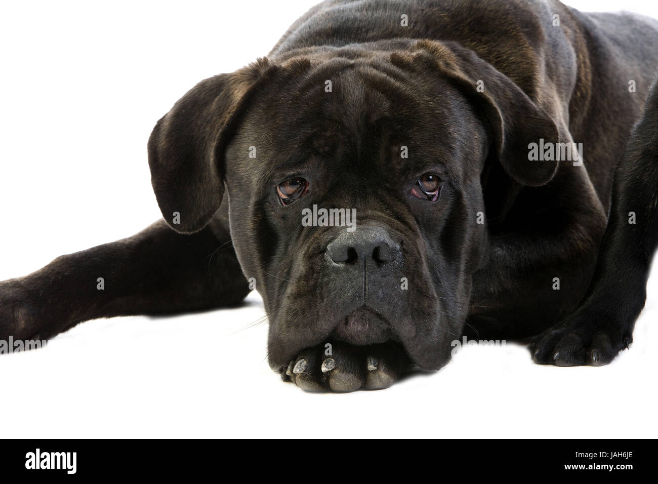 Cane Corso, Hunderasse, in Italienisch, erwachsenen Tier, weißer Hintergrund, Stockfoto