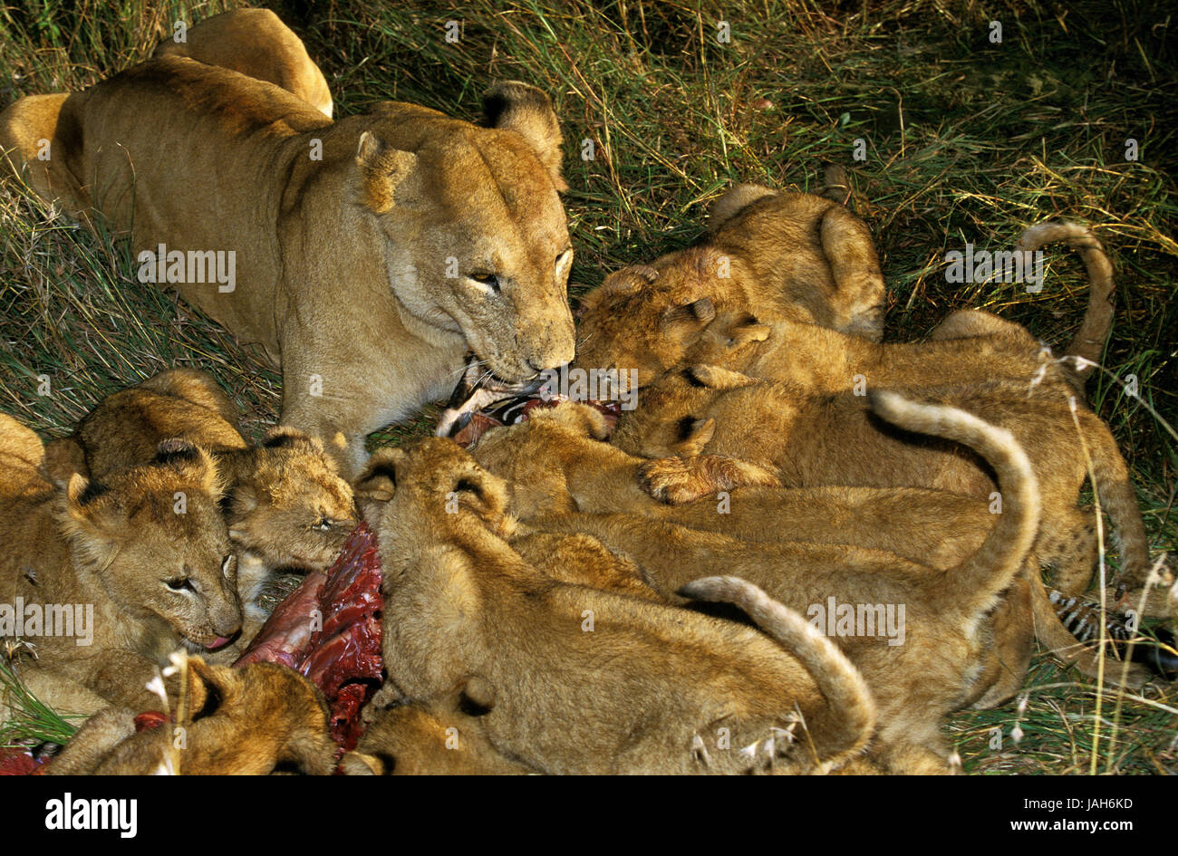 Afrikanischer Löwe Panthera Leo, Weibchen, Jungtier, Beute, Nahrung, Zebra, Essen, Masai Mara Park, Kenia, Stockfoto