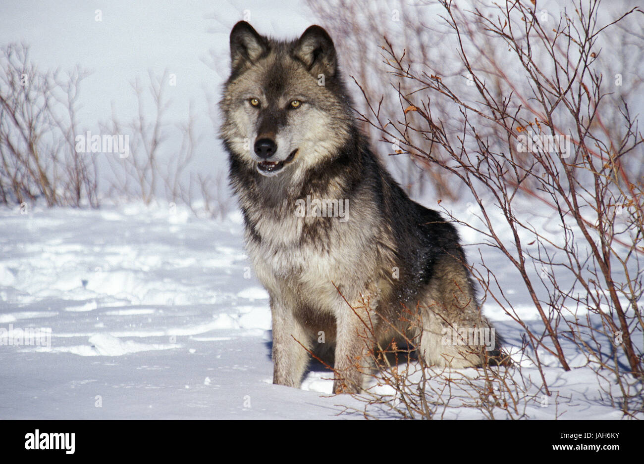 Kanadischer Wolf oder Mackenzie Wolf, Canis Lupus Occidentalis, erwachsenes Tier, Ständer, Schnee, Kanada, Stockfoto