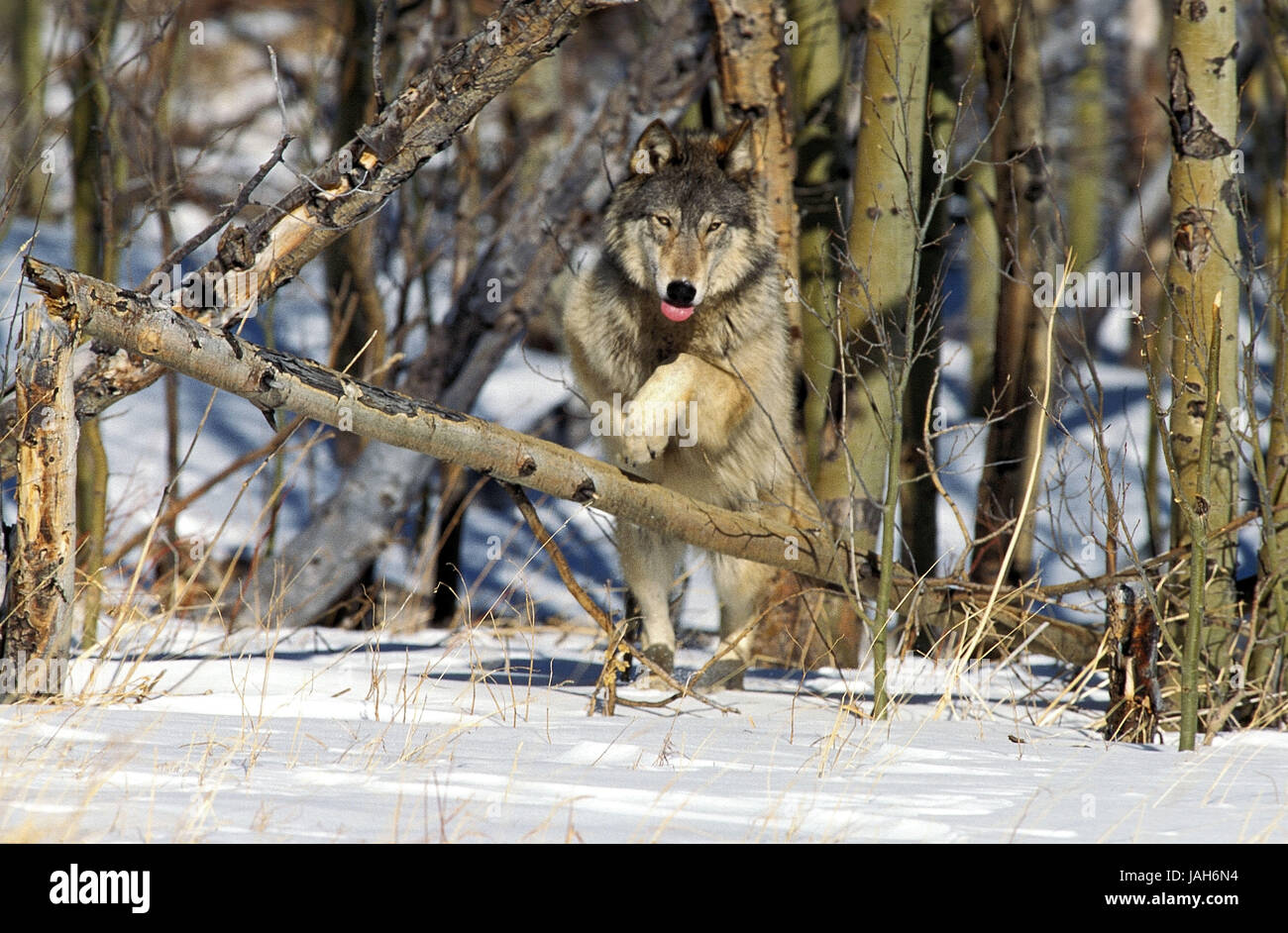 Kanadischer Wolf oder Mackenzie Wolf, Canis Lupus Occidentalis, erwachsenes Tier, Ständer, Schnee, Kanada, Stockfoto
