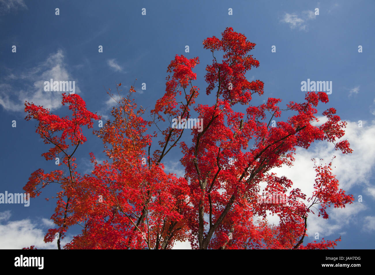Japan, Oshino, Broad-leaved Bäume, Japanische Ahorn, Blätter, Herbst, Stockfoto