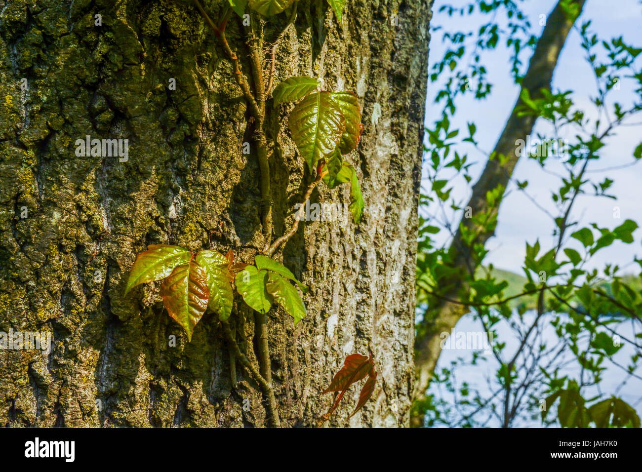 Giftefeu wächst auf einem Baum in Connecticut Stockfoto