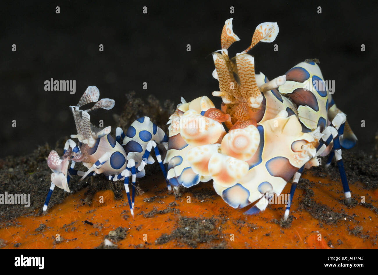 Paar Harlekin Garnelen, Hymenocera Elegans, Alam Batu, Bali, Indonesien Stockfoto