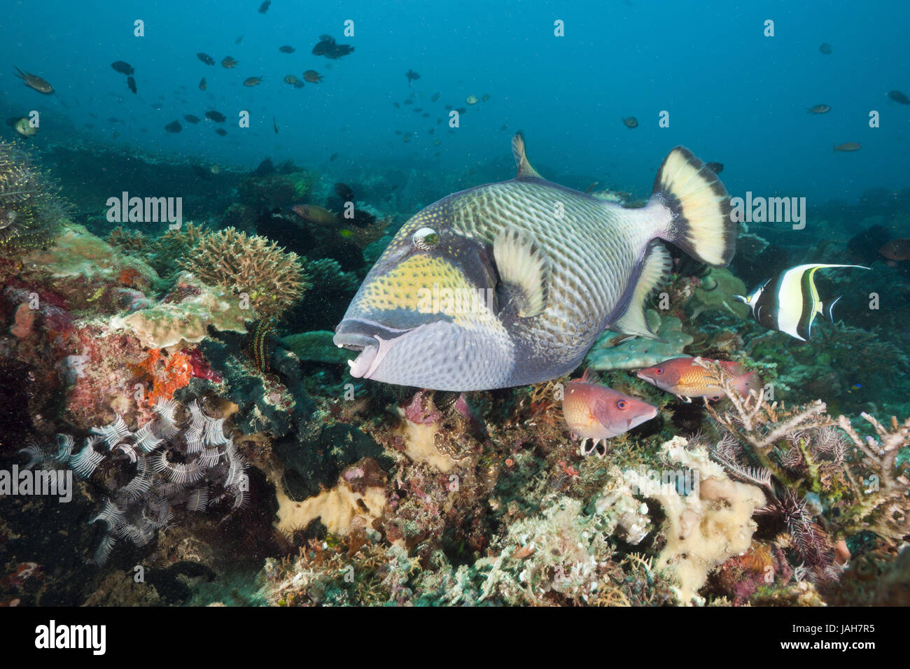 Grüne gigantische Drucktaste Fisch, Balistoides Viridescens, Amed, Bali, Indonesien Stockfoto