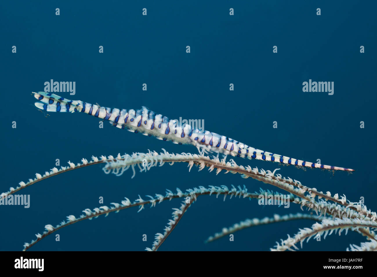 Korallen Garnelen, Tozeuma Armatum, Alam Batu, Bali, Indonesien, Stockfoto