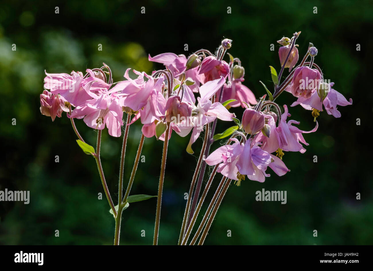 AKELEI Blumen, auch bekannt als COLUMBINE oder Omas BONNET IN A GARDEN England UK Stockfoto