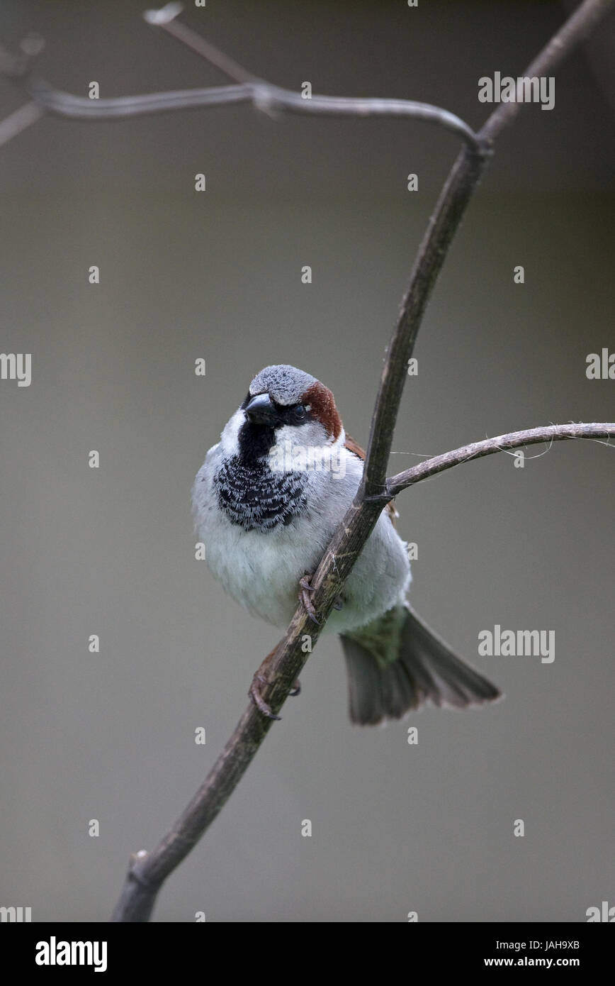 Spatzen Haussperling (Passer Domesticus) Stockfoto