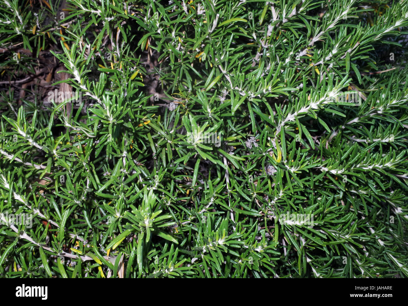 Rosemary hedge Fotos und Bildmaterial in hoher Auflösung Alamy