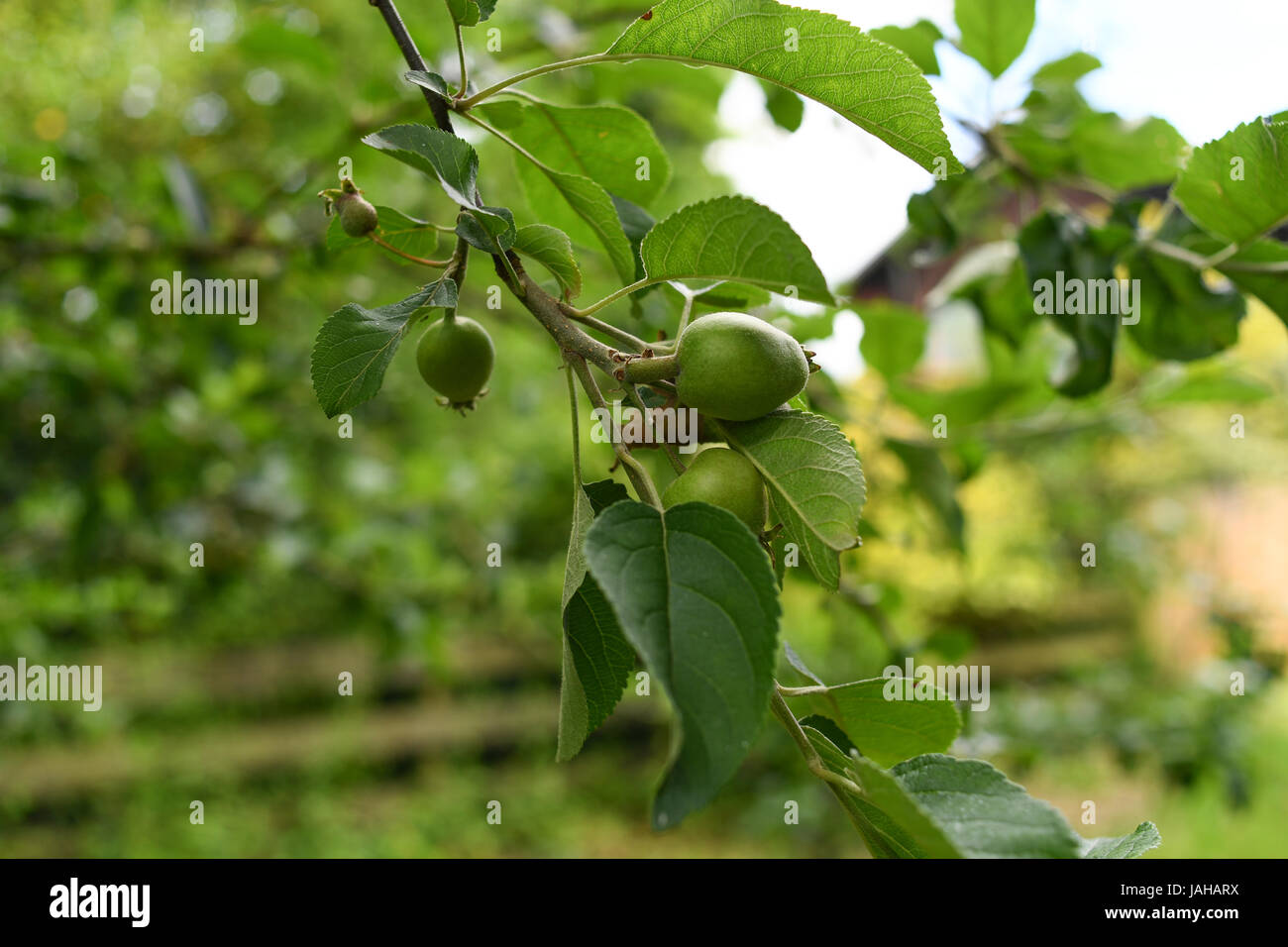 Apfelbäume mit neuen Früchten auf Kochen Stockfoto