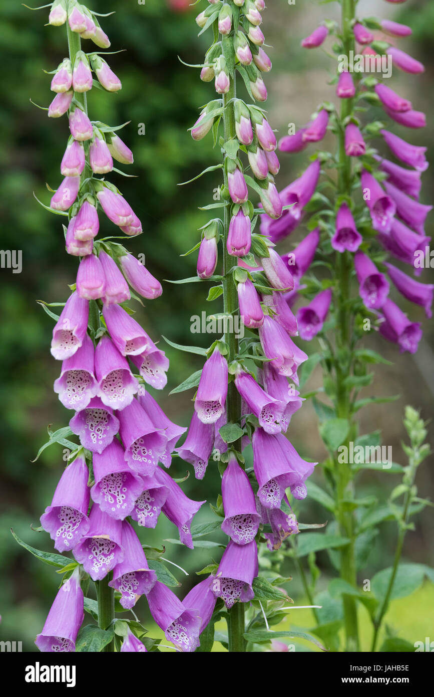 Digitalis Purpurea. Fingerhut im Rousham Haus Garten. Oxfordshire, England Stockfoto