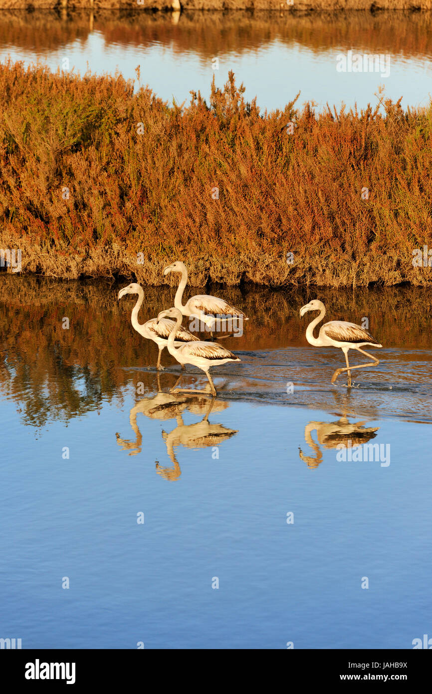 Flamingos (Phoenicopterus Roseus) in den Sümpfen des Naturschutzgebietes Sado-Mündung. Portugal Stockfoto