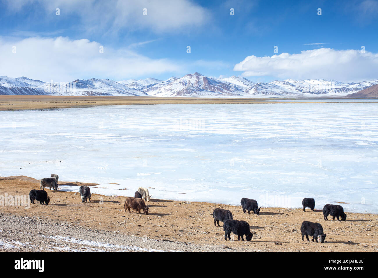 Yaks grasen am Ufer des Tsokar Sees in Ladakh im Winter. Stockfoto