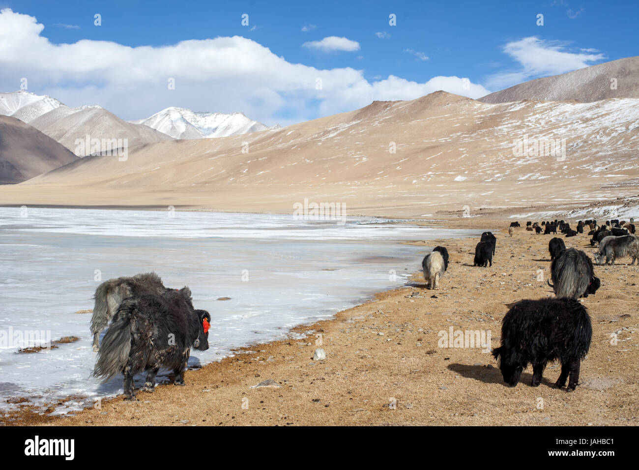 Yaks grasen am Ufer des Tsokar Sees in Ladakh im Winter. Stockfoto