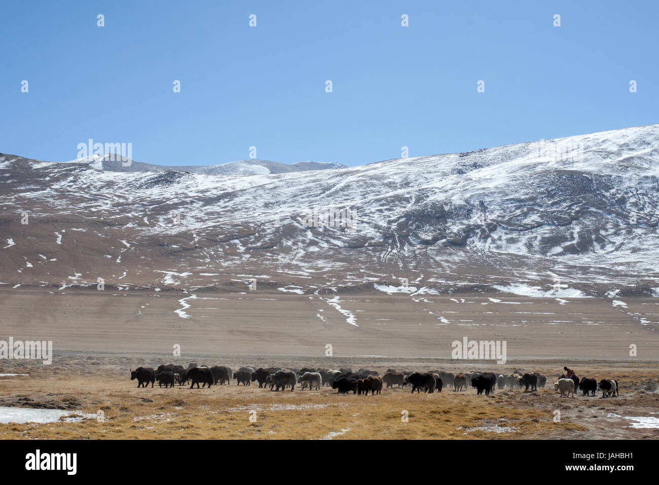Eine große Herde Yaks geführt auf den Wiesen rund um die Tso Kar und Startsapuk Tso Seen von Ladakh Weiden Stockfoto