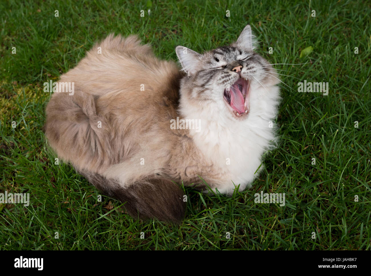 Ragdoll sitzt auf einem Rasen mit breiten Mund Niesen. Stockfoto