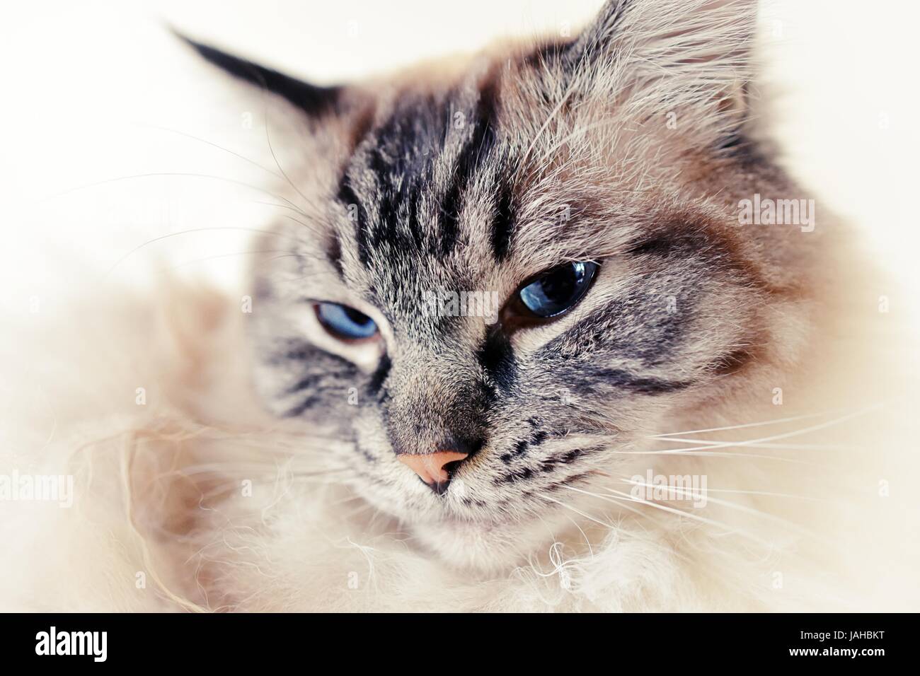 Ragdoll Katze Portrait (Seal Lynx Tabby) Blick in die Kamera hautnah Stockfoto