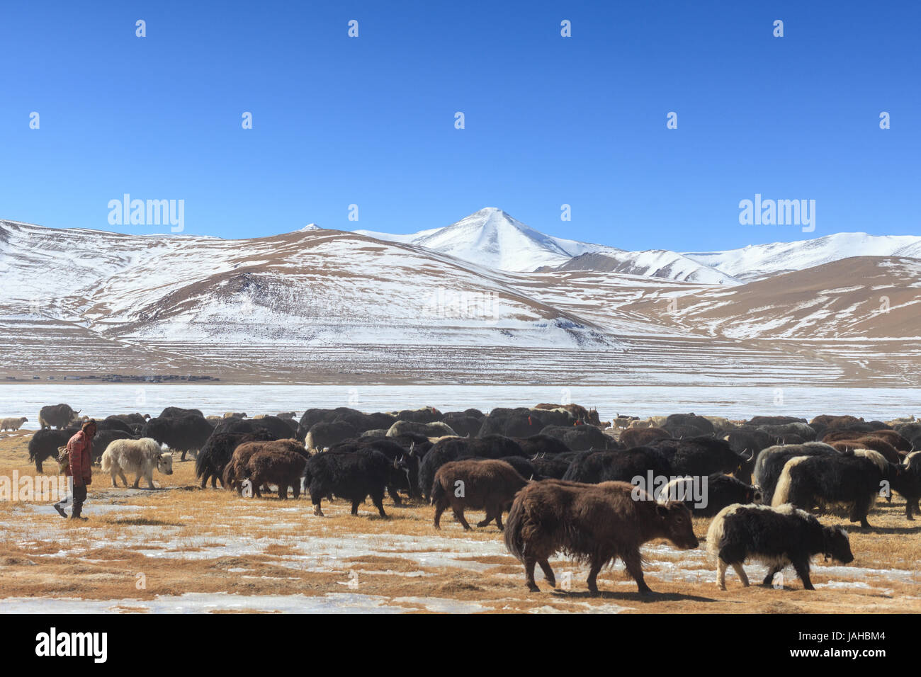 Eine große Herde Yaks geführt auf den Wiesen rund um die Tso Kar und Startsapuk Tso Seen von Ladakh Weiden Stockfoto