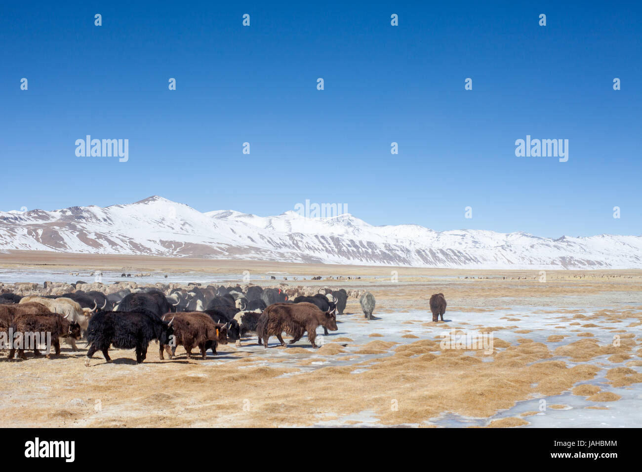 Eine große Herde Yaks geführt auf den Wiesen rund um die Tso Kar und Startsapuk Tso Seen von Ladakh Weiden Stockfoto