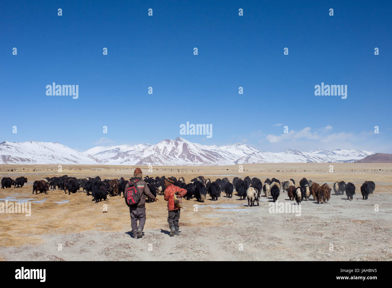 Eine große Herde Yaks geführt auf den Wiesen rund um die Tso Kar und Startsapuk Tso Seen von Ladakh Weiden Stockfoto