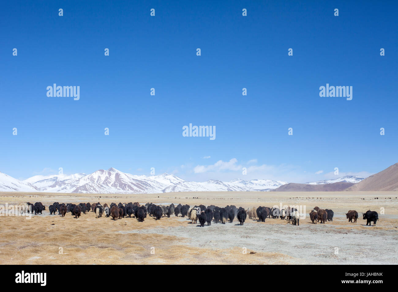 Eine große Herde Yaks geführt auf den Wiesen rund um die Tso Kar und Startsapuk Tso Seen von Ladakh Weiden Stockfoto