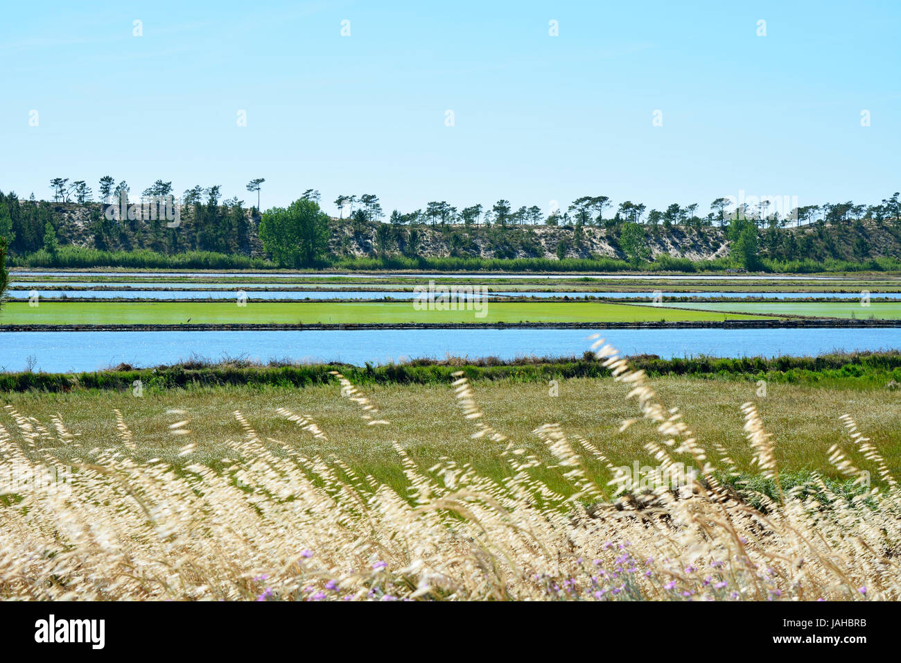 Reisfelder in Comporta, Alentejo, Portugal Stockfoto