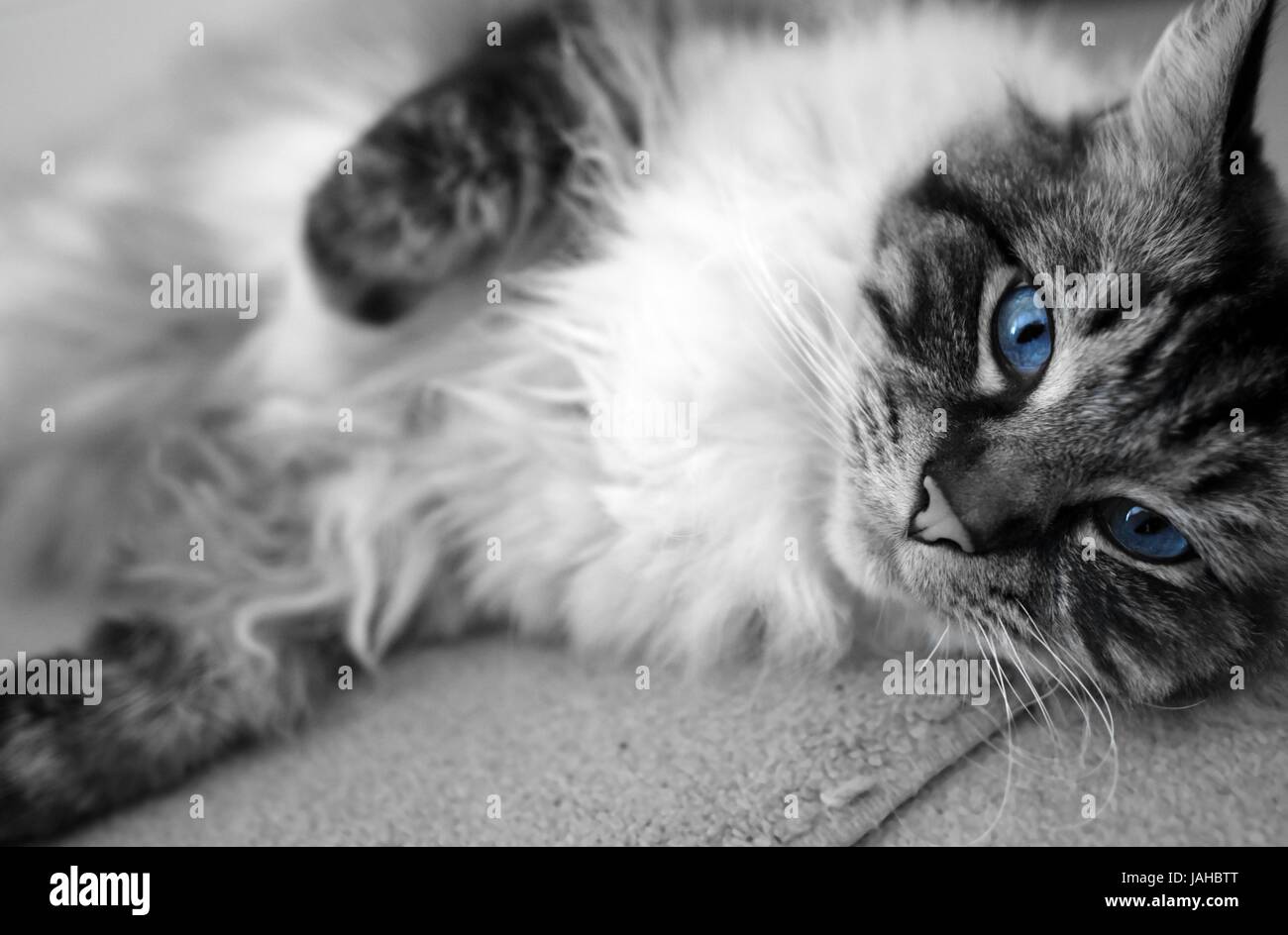 Schwarz und weiß mit blauen Augen Ragdoll Katze Porträt gedreht. Stockfoto