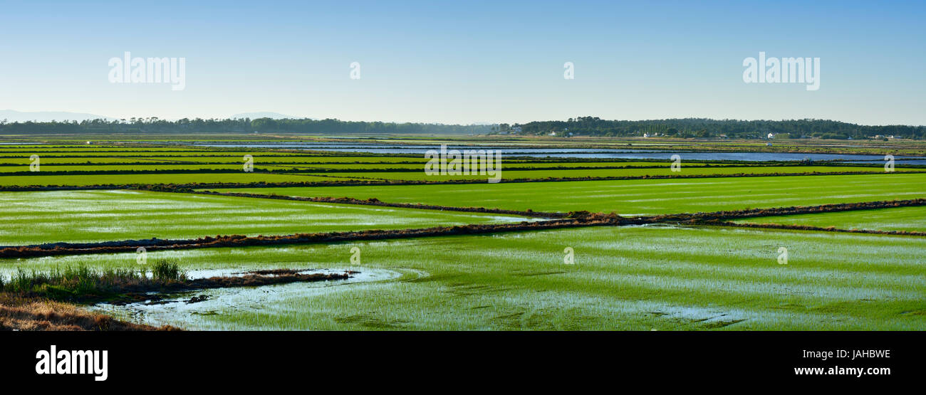 Reisfelder. Comporta, Alentejo, Portugal Stockfoto