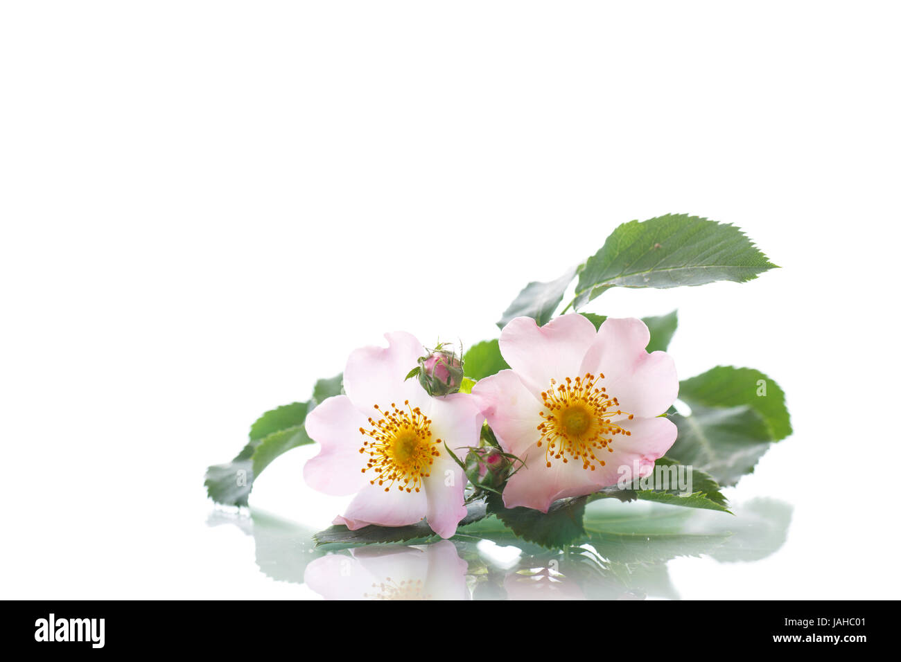 Bouquet von Wildrose Stockfoto