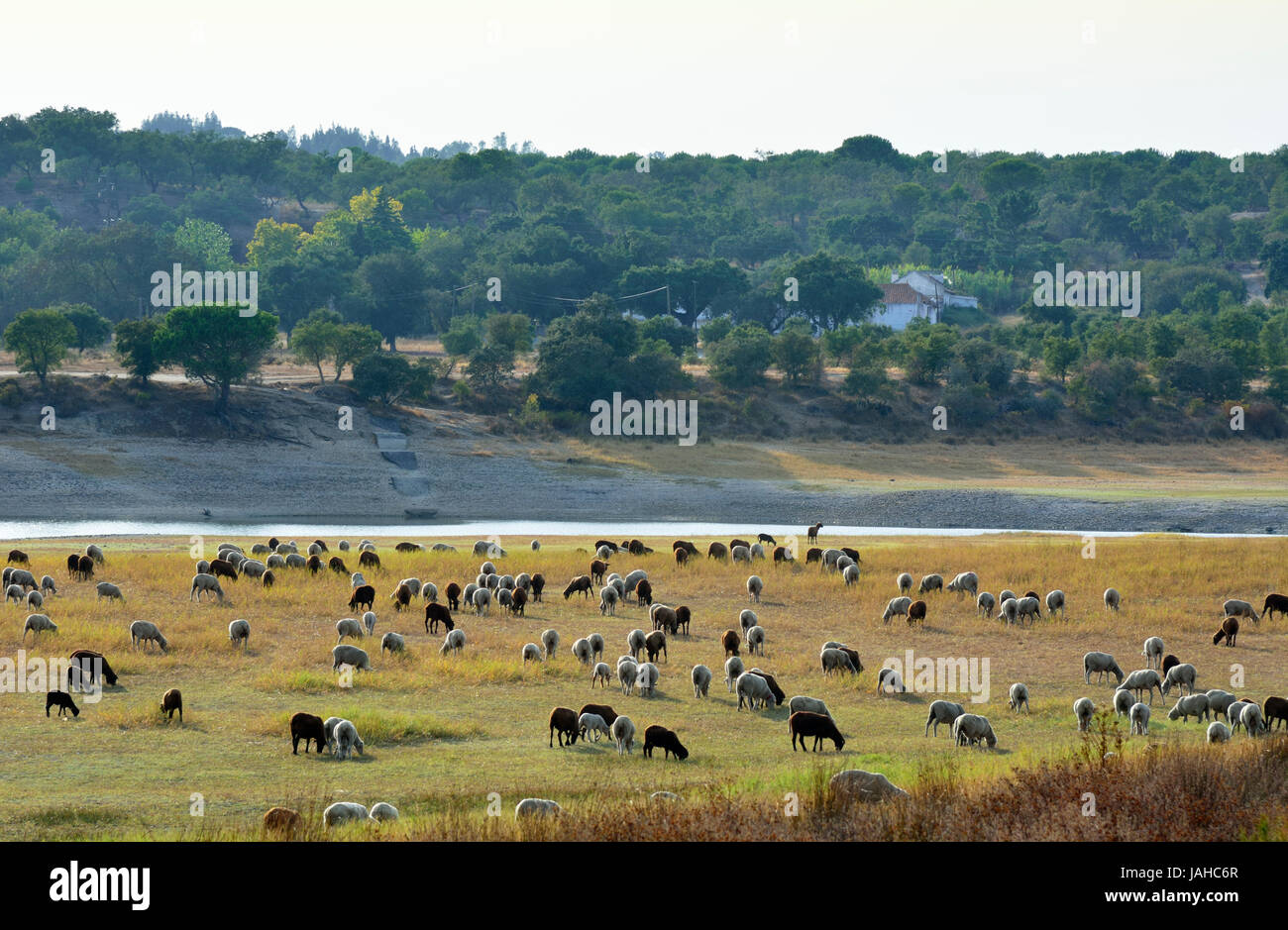 Schafe weiden in Montargil. Alentejo, Portugal Stockfoto