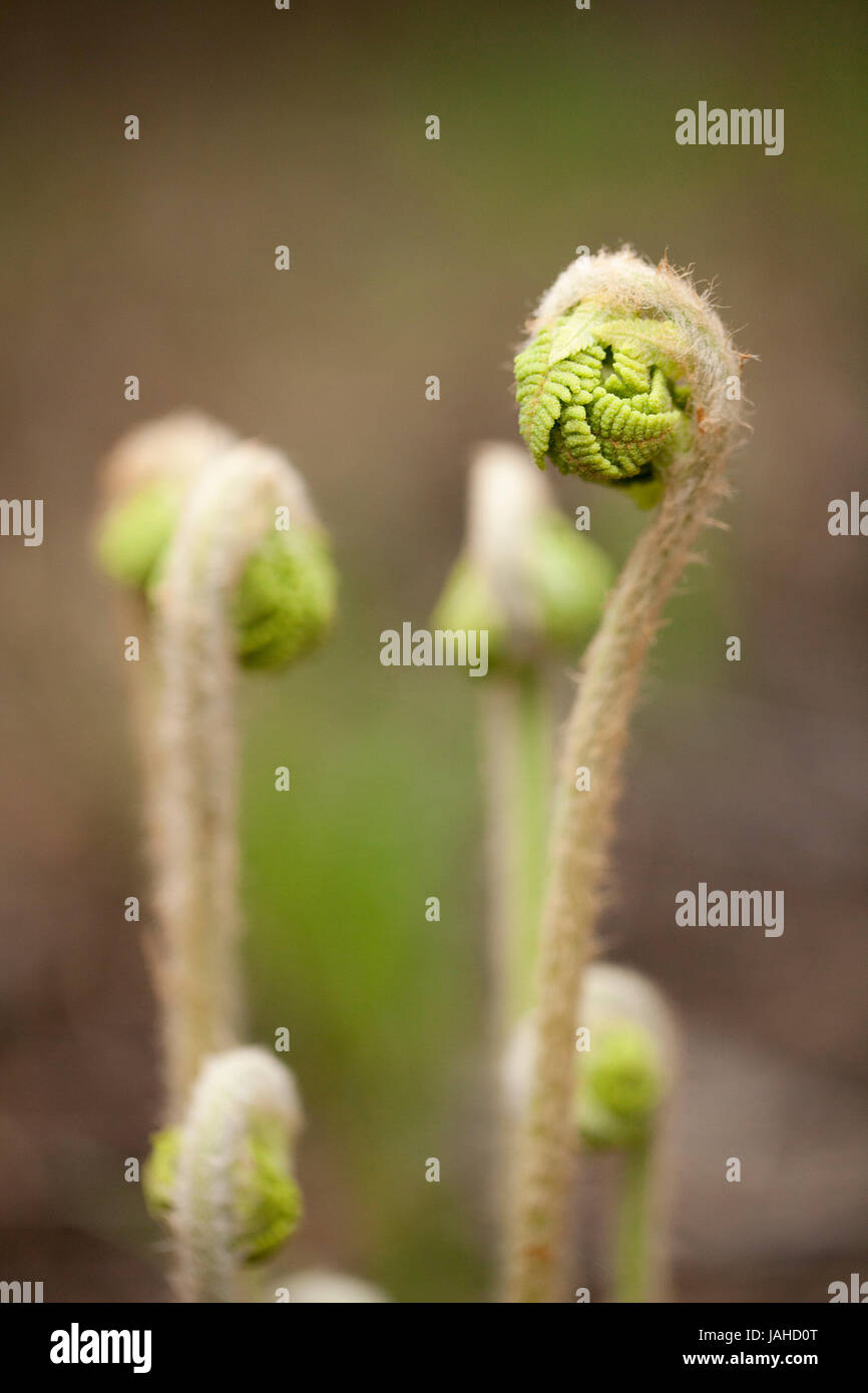 Farn Wedel uncurling. Farnspitzen in der Frühjahrssaison unfurling. Isoliert auf einem unscharfen Hintergrund. Stockfoto