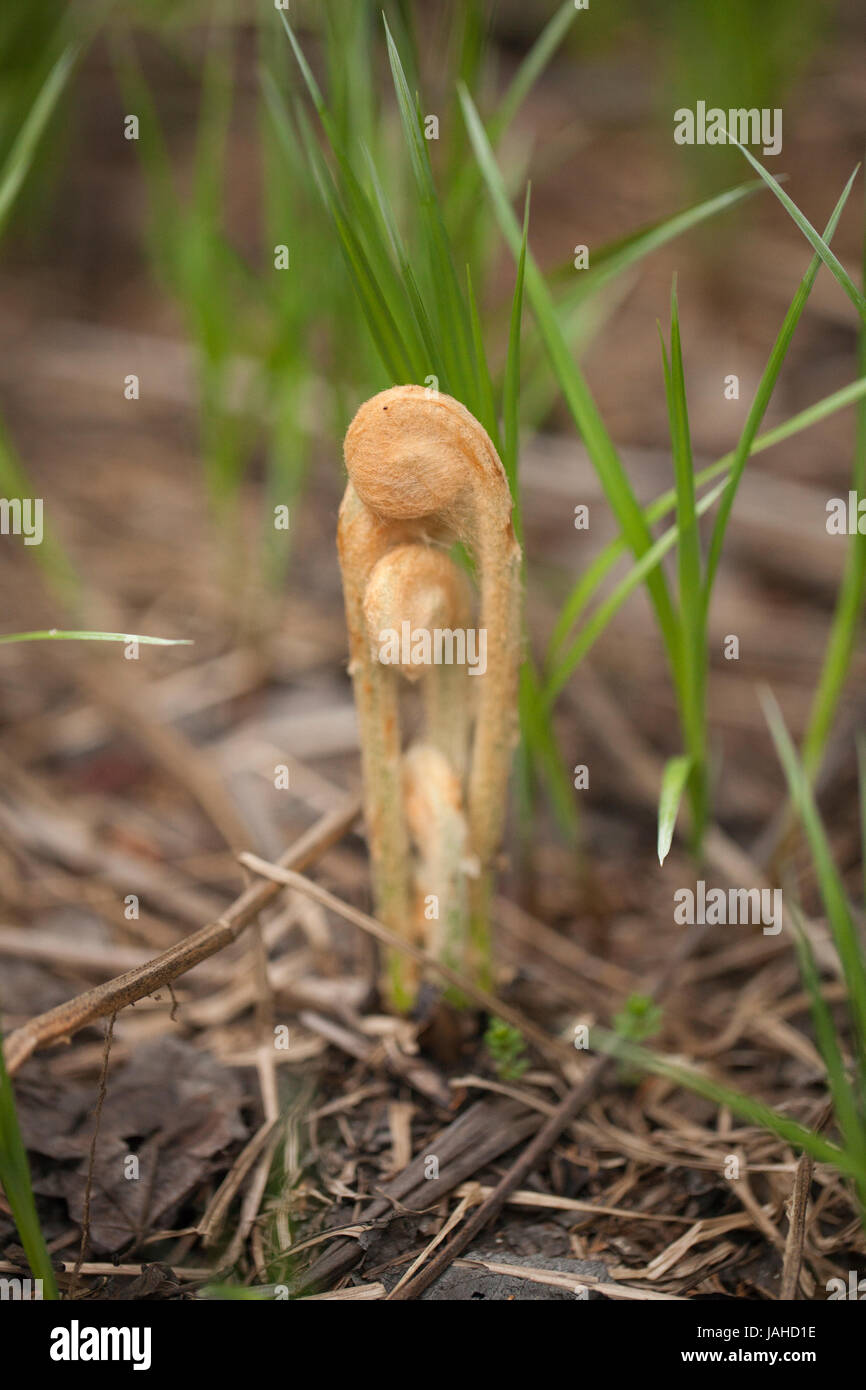 Farn Wedel uncurling. Farnspitzen in der Frühjahrssaison unfurling. Stockfoto