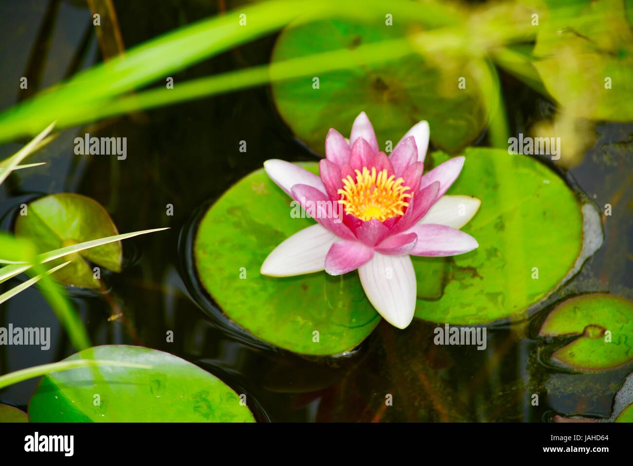 Seerose Stockfoto