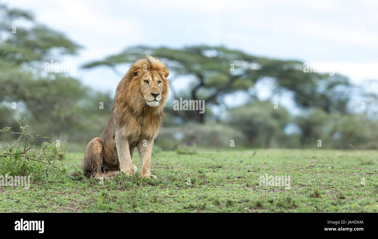 Erwachsenen männlichen Löwen sitzen in alert Haltung im Bereich Ndutu Tansanias Ngorongoro Conservation area Stockfoto