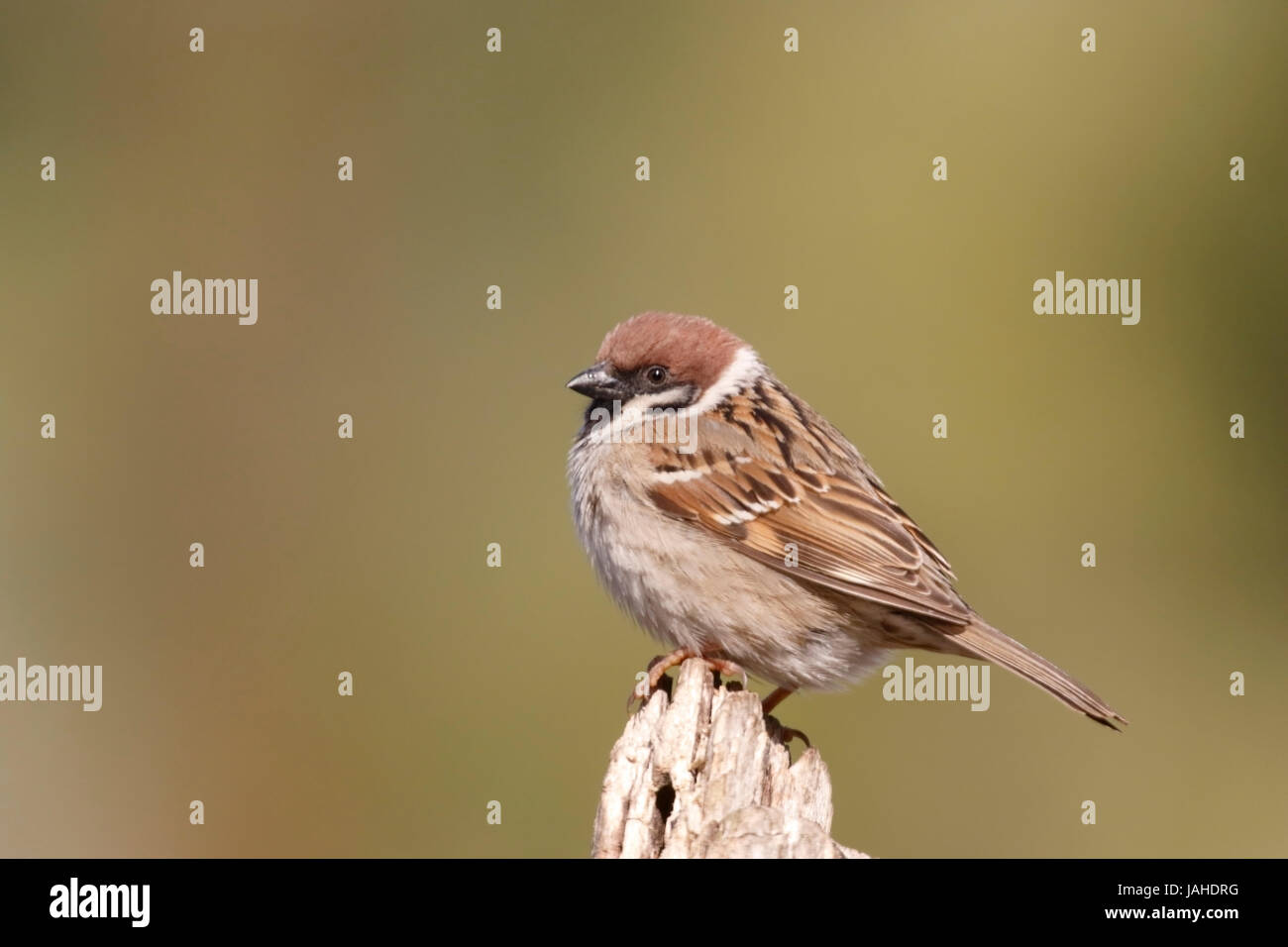 Eurasische Baum-Spatz (Passer Montanus) hocken auf Stück Holz, Rumänien Stockfoto