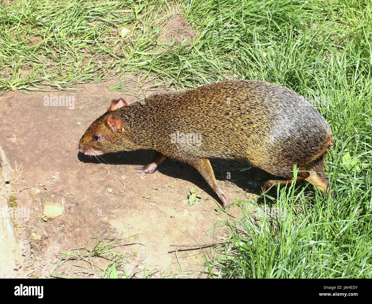 Amerikanischer aguti Fotos und Bildmaterial in hoher Auflösung Alamy