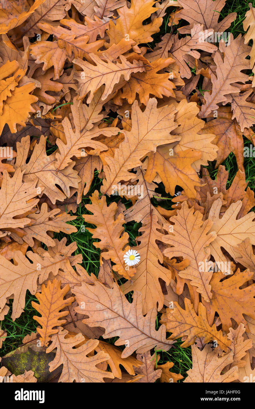 Herbstlaub bin Boden Und Ein Einzelnes Gänseblümchen Stockfoto