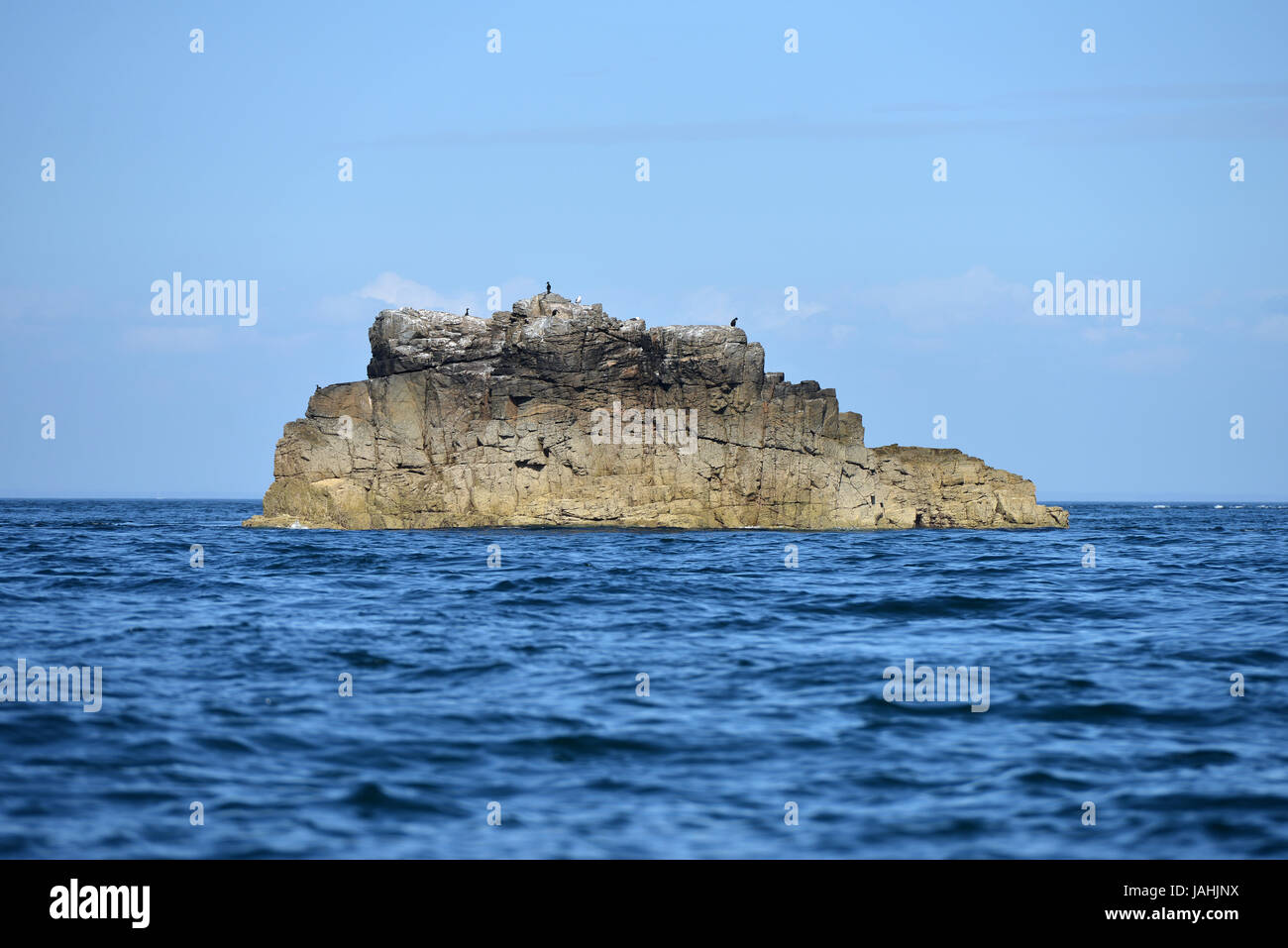 Meer-Rock mit Seevögeln, Sark, Guernsey. Stockfoto