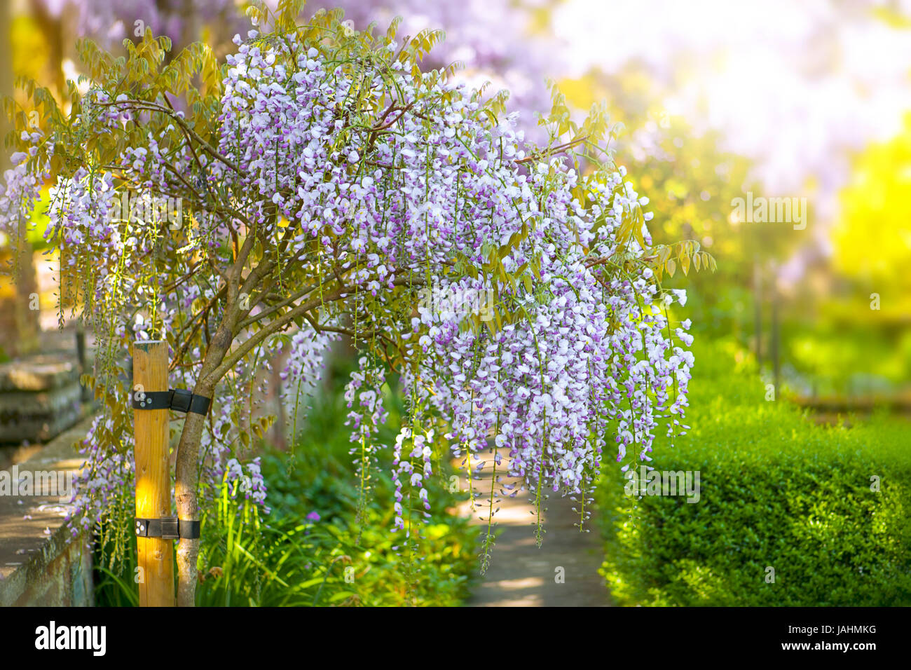 Schönen Sommer blühende Wisteria Sinensis lila Blumen Stockfoto