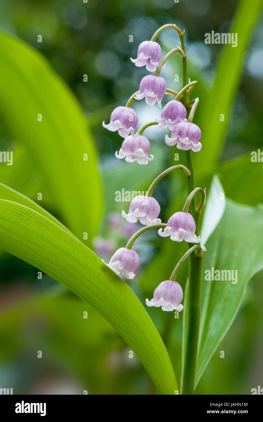 Nahaufnahme Bild vom zarten Frühling Blüte, rosa Maiglöckchen duftenden Blumen, auch bekannt als Convallariaarten Majalis Var Rosea. Stockfoto