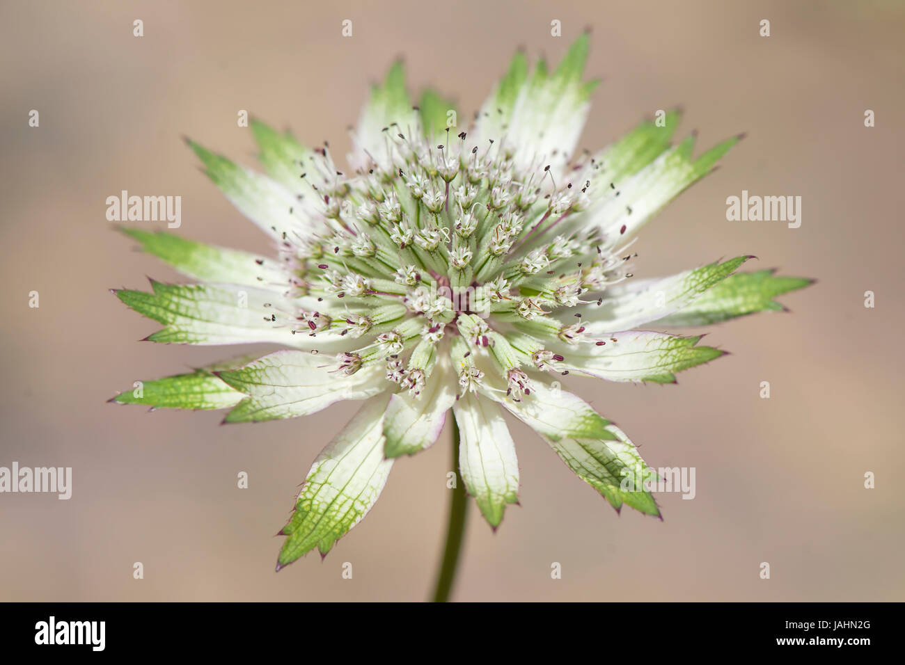 Nahaufnahme Bild der schönen Sommer blühenden Astrantia große Blume auch bekannt als Meisterwurz. Stockfoto